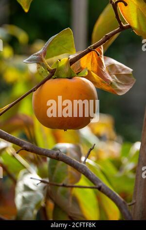 Persimmon sur un arbre (Diospyros kaki) en automne Banque D'Images
