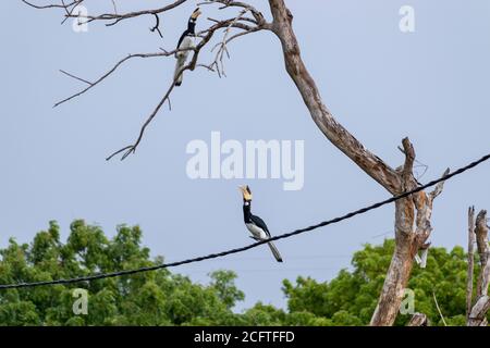 Super Hornbill Bird sur un câble téléphonique sur le point de sauter à la branche Banque D'Images