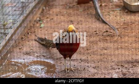 Black Golden Pheasant sur le sol debout encore poser pour un photographie Banque D'Images