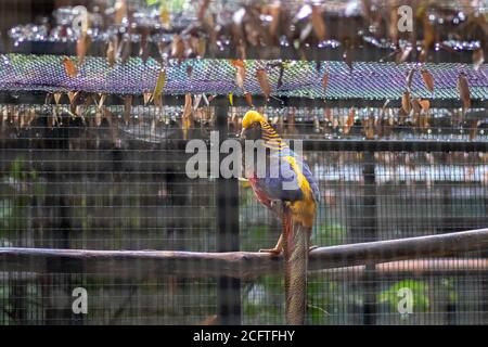 Black Golden Pheasant tourne son cou tout en étant assis sur son cage pour photographie Banque D'Images