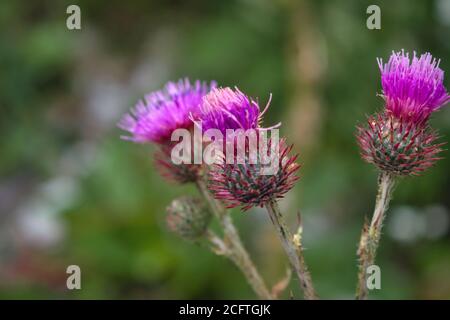 Terrier aux herbes médicinales Arctium lappa, fleurs violettes fleuries.fleurs roses d'un terrier. Plante médicinale. Plantes. Des terriers fleuris. Banque D'Images