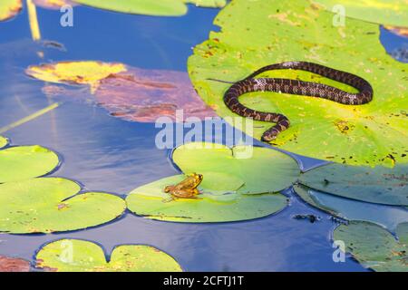 Un serpent d'eau craque sur une feuille de nénuphars un lac à une grenouille verte se prélassant au soleil Banque D'Images