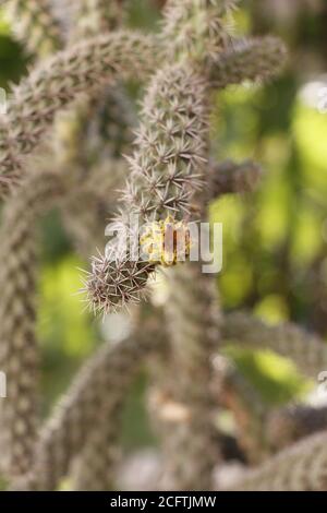 délicate fleur de cactus dans l'île de chypre Banque D'Images