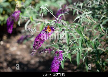 Buddleja fleurit dans la collection nationale en été Dans le Hampshire Banque D'Images