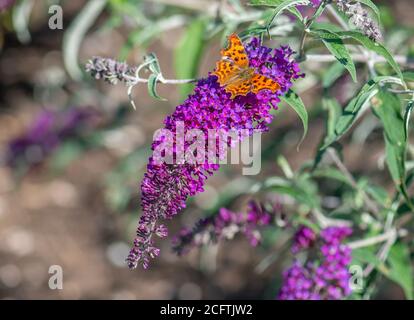 Buddleja fleurit dans la collection nationale en été Dans le Hampshire Banque D'Images