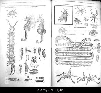 THEATRUM INSECTORUM 1634 édition du Théâtre des insectes Banque D'Images