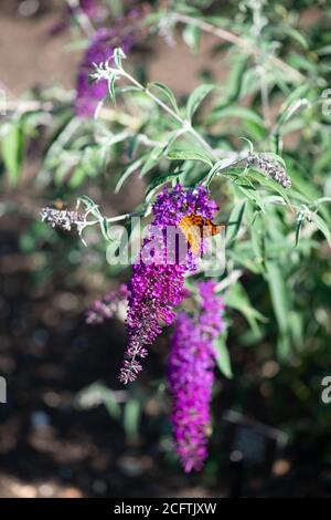 Buddleja fleurit dans la collection nationale en été Dans le Hampshire Banque D'Images