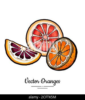 Vecteur orange défini isolé. Tranches rondes de pamplemousse hachées à moitié orange et rose rouge. Fruit tiré à la main. Agrumes Illustration de Vecteur