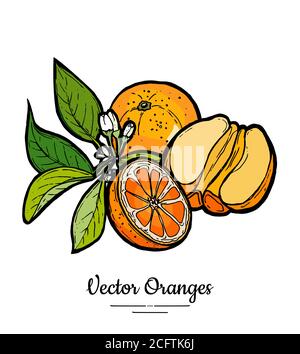 Vecteur orange défini isolé. Demi-pelées entières oranges coupées fleurs feuilles. Ensemble de collecte de fruits dessinés à la main. Agrumes Illustration de Vecteur