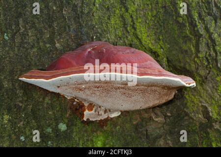 Beau corps fruité brun rougeâtre de Ganoderma lucidum sur un chêne arbre Banque D'Images