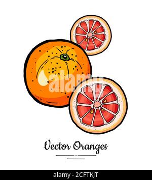 Vecteur orange défini isolé. Tranches rondes de pamplemousse entières, coupées en rouge orangé et rose. Fruit tiré à la main. Agrumes Illustration de Vecteur