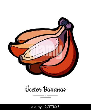 Bananes ensemble vecteur isolé. Bouquet de bananes rouges entières. Collection de fruits sucrés tirée à la main. Dessin de l'icône du logo végétarien alimentaire Illustration de Vecteur