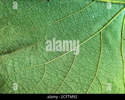 Texture de la feuille de raisin Banque D'Images