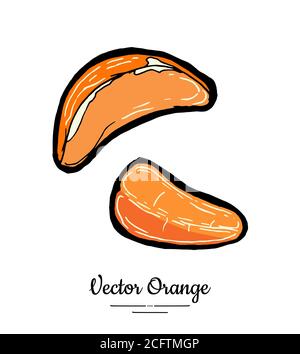 Tranches de mandarine demi-rondes. Vecteur orange isolé. Mandarine aux fruits tirée à la main. Logo végétarien doux mandarine et agrumes Illustration de Vecteur