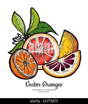 Vecteur orange défini isolé. Tranches de pamplemousse orange, rouge rose, hachée à moitié, de fleurs feuilles. Agrumes de fruits dessinés à la main Illustration de Vecteur