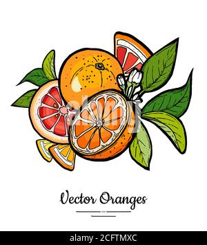Vecteur orange défini isolé. Tranches entières de pamplemousse rouge orangé haché à moitié coupé de feuilles de fleurs. Agrumes de fruits dessinés à la main Illustration de Vecteur