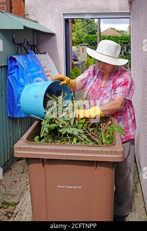 Mature senior retraité vieille femme vidant vert plantes de jardinage boutures les déchets sont versés pour le recyclage de la poubelle à roulettes marron Sacs Royaume-Uni Banque D'Images