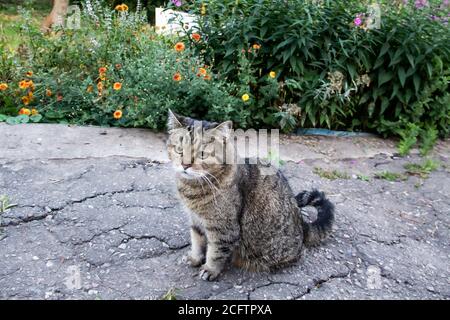 Un beau chat gris avec des yeux jaunes est assis sur l'asphalte devant des fleurs. L'animal de compagnie assis à l'extérieur de la maison. Banque D'Images