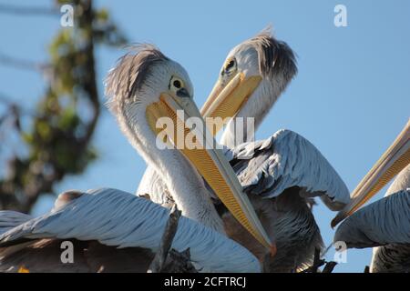 Belle photo du delta de l'Okavango cutePelican au Botswana Banque D'Images