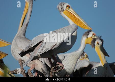 Belle photo de jolis oiseaux Pelican Okavango Banque D'Images