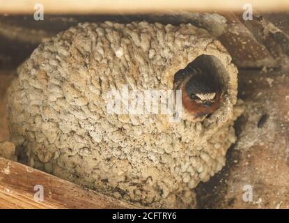 Falaise Swallow dans un nid il a construit une bouche de boue à la fois. Banque D'Images