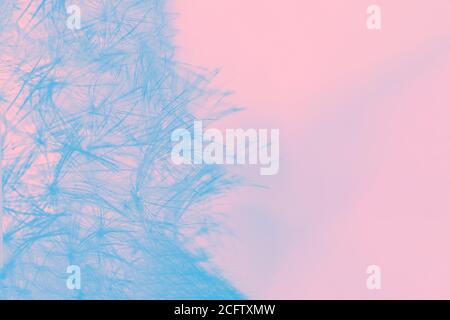 Pissenlit bleu clair sur fond rose pâle, détails Banque D'Images