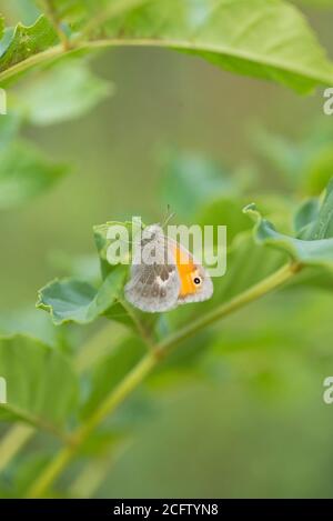 Petit papillon de la lande (Coenonympha pamphilus). Dessous d'un adulte au repos sur une feuille de bouleau. Banque D'Images