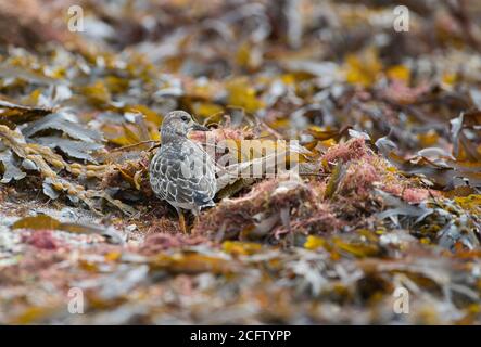 Turnstone (interprétation de l'Arenaria) la recherche d'oiseaux juvéniles dans la ligne de rang sur une côte rivage en automne Banque D'Images