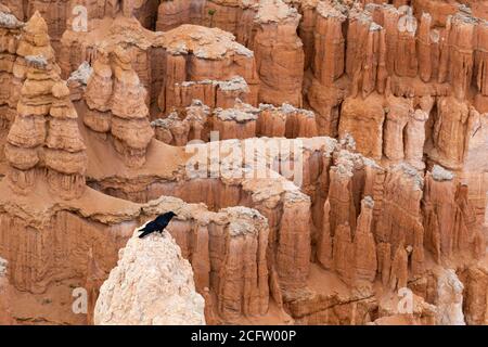 Crow au sommet de Hoodoo, parc national de Bryce Canyon, Utah, États-Unis Banque D'Images