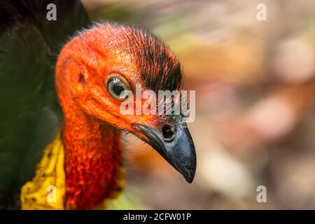 Gros plan d'un australien Brush Turkey - Alectura lathami - Banque D'Images