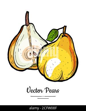 Poires fruits vecteur isoler. Poire entière hachée demi coupe feuille feuille dessin main illustration icône végétarienne logo croquis Illustration de Vecteur