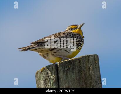 WESTERN Meadowlark fait une pause de sa belle chanson. Banque D'Images