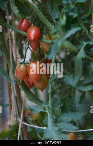 Tomates mûres de tigre rose poussant sur une plante de tomate. Banque D'Images