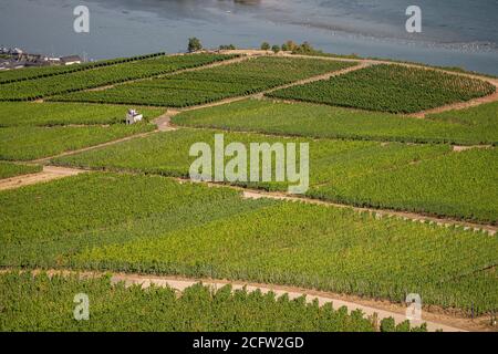 Magnifiques vignobles à flanc de colline le long du Rhin près de ruedesheim et Le monument niederwald en Allemagne Banque D'Images