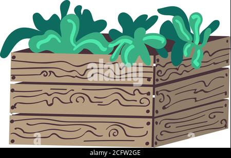 Boîte en bois avec plantes. Herbes dans les jardinières Illustration de Vecteur