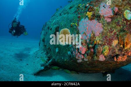 Femme plongeur explore les épaves du site de plongée du pont sur l'île de Sint Maarten, dans les Caraïbes néerlandaises Banque D'Images