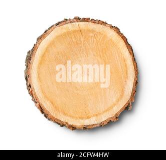 Morceau de bois abattu d'un tronc d'arbre avec des anneaux de croissance isolés sur blanc. Anneaux d'arbre avec texture et détail. Banque D'Images