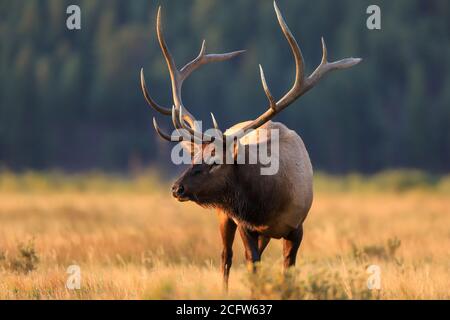 Grand wapiti de taureau cervus canadensis gros plan dans un pré pendant Rout d'automne dans la lumière du matin dans Rocky Mountain National Stationnement Banque D'Images