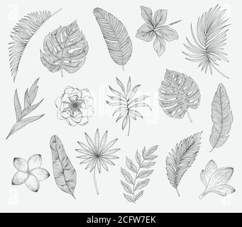 Ensemble de feuilles et de fleurs tropicales. Plantes isolées sur fond blanc Illustration de Vecteur