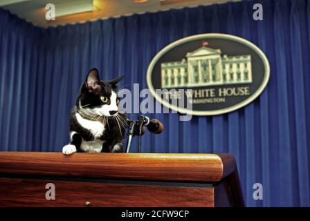 12/5/1993 - Photo de chaussettes le chat debout sur le podium de la presse dans la salle de presse à la Maison Blanche Banque D'Images