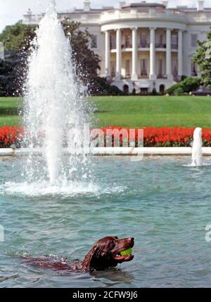 7/12/1998 Photographie de Buddy le chien de la Maison Blanche Piscine récupérer une balle de tennis Banque D'Images