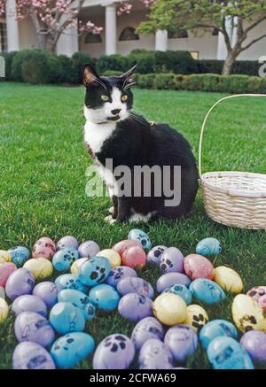 4/1/1994 - Photo de chaussettes le chat posant à côté d'oeufs de Pâques décorés avec empreintes Banque D'Images