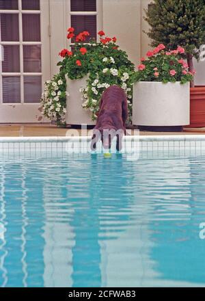 7/12/1998 Photographie de Buddy le chien atteint d'une balle de tennis Banque D'Images