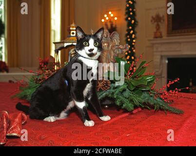 12/5/1993 - Photo de chaussettes le chat debout aux côtés de décorations de Noël dans la Maison Blanche Banque D'Images