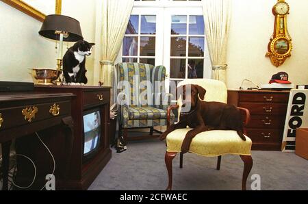 1/5/1998 - Photo de Buddy le chien et chaussettes le chat dans le bureau ovale extérieure Banque D'Images