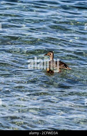 La femelle Mallard Duck et un caneton nagent ensemble dans l'étendue claire et verte du lac Tahoe. Accent sur la couleur et la texture de l'eau. Banque D'Images