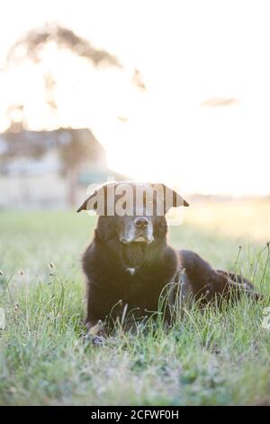 Chien Kelpie dans une ferme australienne Banque D'Images