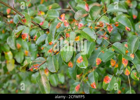 rouille de treillis de poire sur le leavescloseup vert focus sélectif Banque D'Images