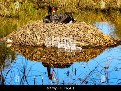 La femelle Black Swan est nichée tandis que ses trois cygnets nouvellement éclos nagent pour la première fois sur Isabella Pond à Canberra, capitale nationale de l'Australie Banque D'Images