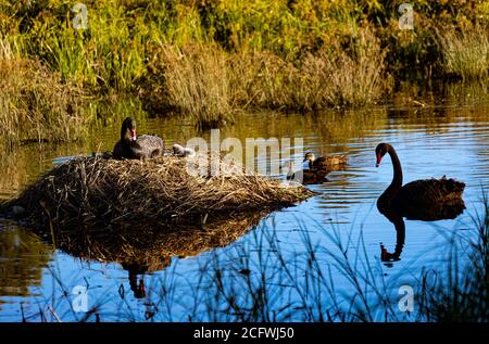 La femelle Pen Black Swan avec le nouveau cygnet est rejointe par des mâles s Black Swan et deux canards curieux sur Isabella Pond à Canberra, capitale nationale australienne Banque D'Images